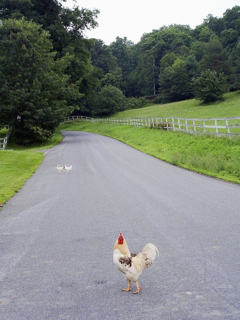 Learn about chicken road casino portugal
