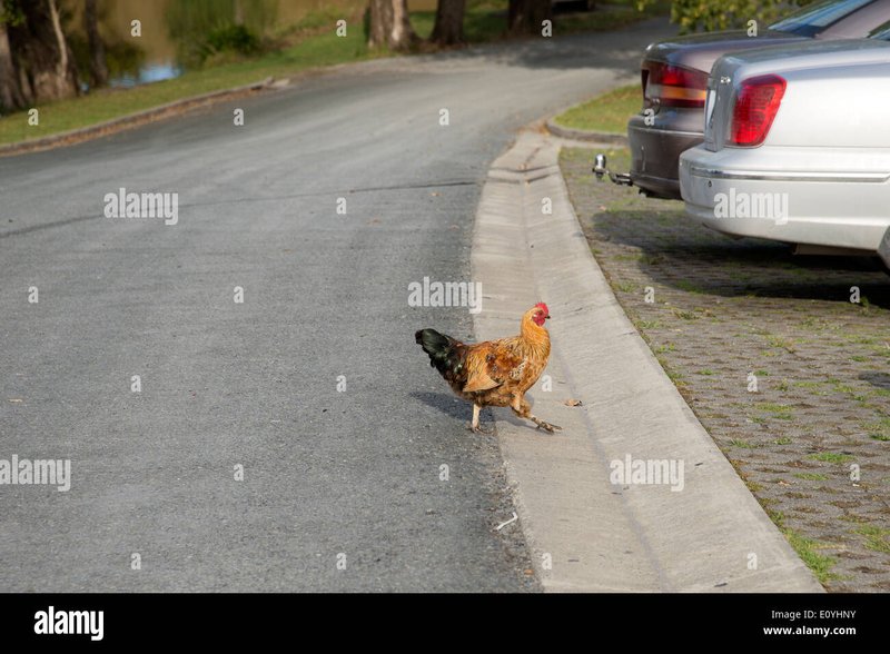 Chicken road casino - Descubre el Mánster Clásico de la ruleta: Jugar Chicken Road en línea en España